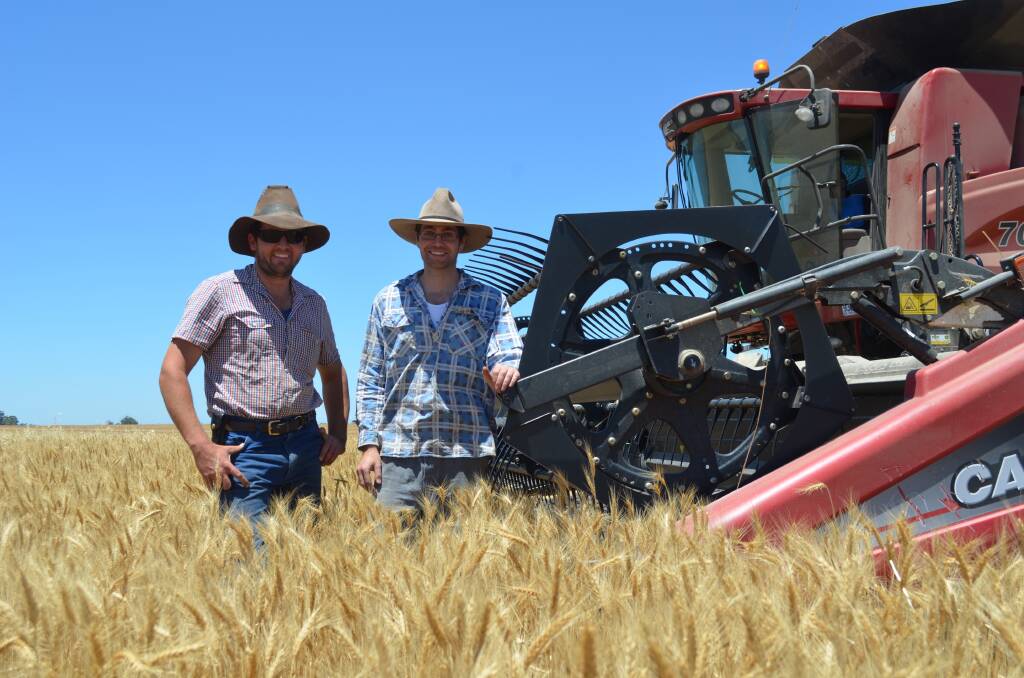 Younger generation: cousins Simon and Michael Butler were well into the family’s harvesting  program near. Trading as F.R. Butler & Sons, Newstead, the family operation has a large cropping   program including this paddock of wheat that was yielding around 3.7 tonnes/hectare.