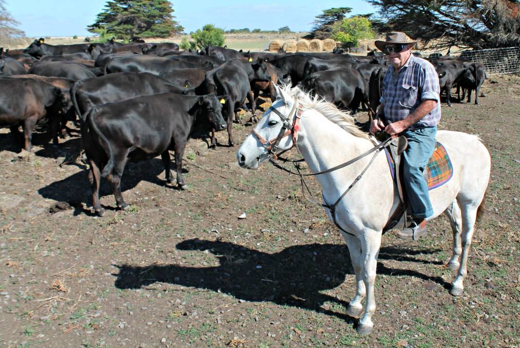 Mark Jacobs (pictured) of Dreeite South is back in the saddle and ready to offer 250 quality Angus steers and heifers during Colac's two-day weaner sale.