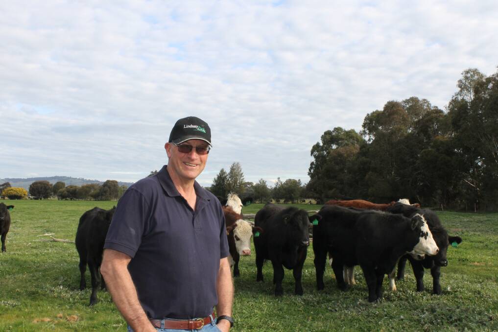 Richard McGeehan (pictured at the Flowerdale Farm, Euroa in August), is excited the Euroa saleyard roof might be finished in time for its weaner sale.