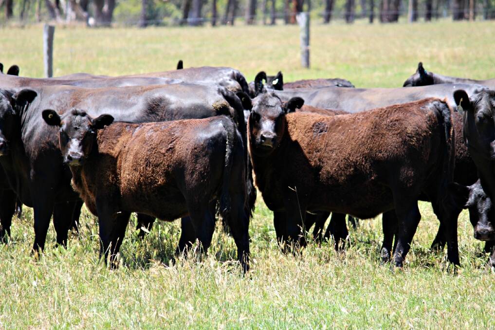 Stars aligning for southern beef farmers