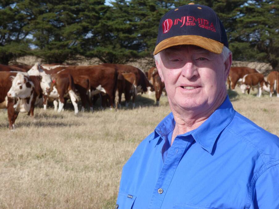 Geoff Notman has invested $10,000-$15,000 a year buying quality top-end bulls for his Mt Widdern Hereford farm at Skipton. For sale at Hamilton, his weaners are EU and MSA accredited.