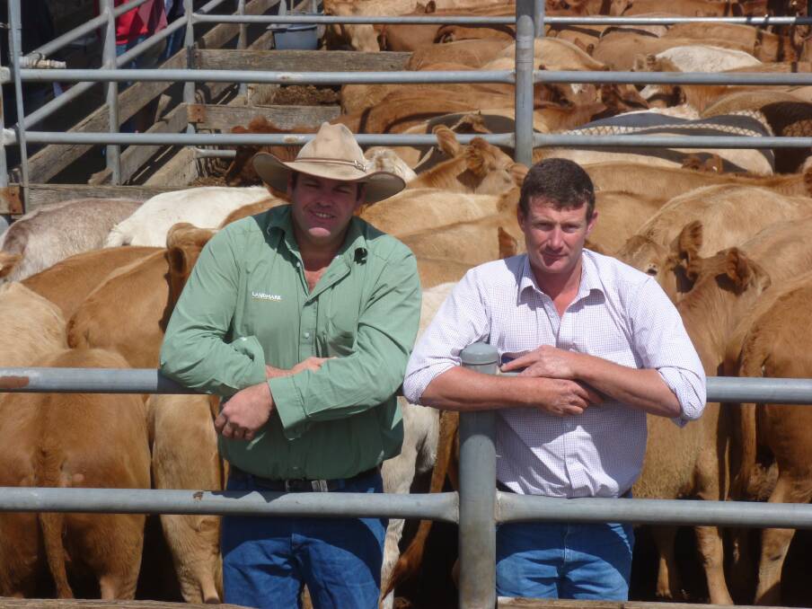 The Ballarat market produced a number of highlights including several sales of grown steers that achieved bids of $1000 or more.