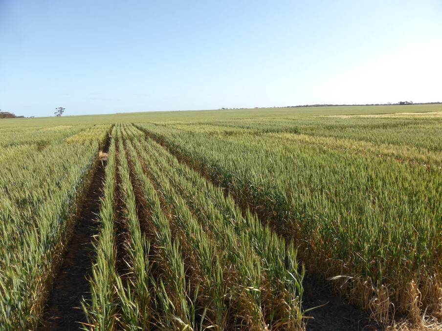 A NVT wheat trial at Murrayville in Victoria's Mallee where the trial is often very low yielding.