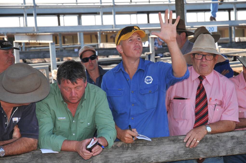 Nathan Burey, Tey's Longreach Qld, set the pace at Hamilton today, with his bidding amongst the top drafts of steers.