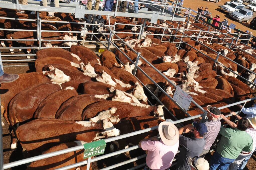 These 16 steers weighing 297kg made 220c/kg sold a/c Village View, at Casterton on Tuesday.