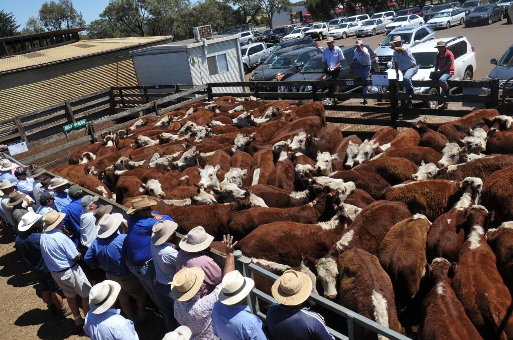 The Malseed family's pen of 95 Orana Hereford weaners, weighing 318kg, sold to the sale high of 235c/kg. 