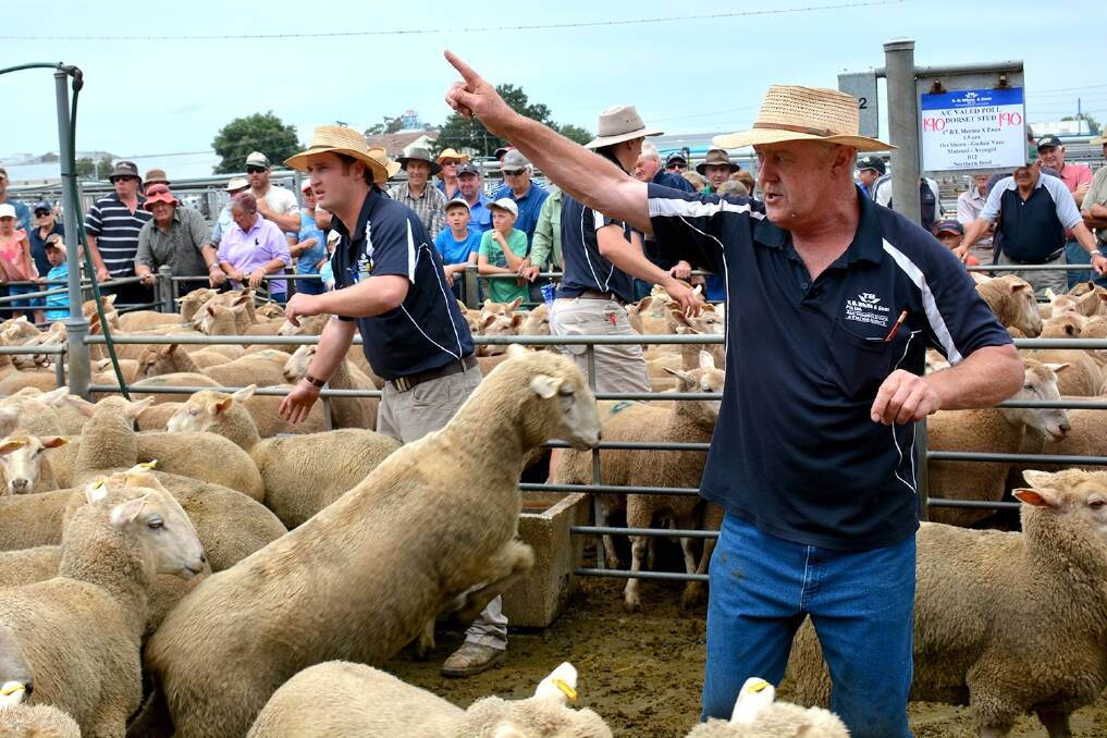 TB White agents Tom Madden and Gerard White knocked down the top-priced pen at Thursday's first-cross ewe sale at Ballarat for $251.