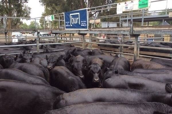 EU cattle fetch premium at Wodonga