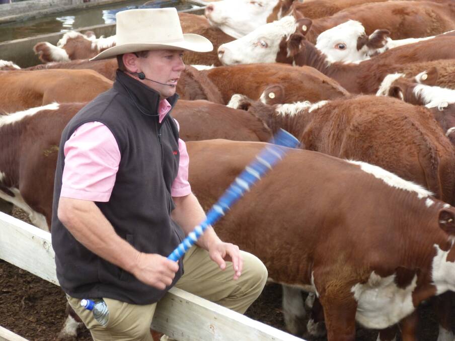 Auctioneer Jody Darcy said selling was a breeze at Casterton as keen interstate competition cleaned up on 75 percent of Elders 2300 strong steer yarding.