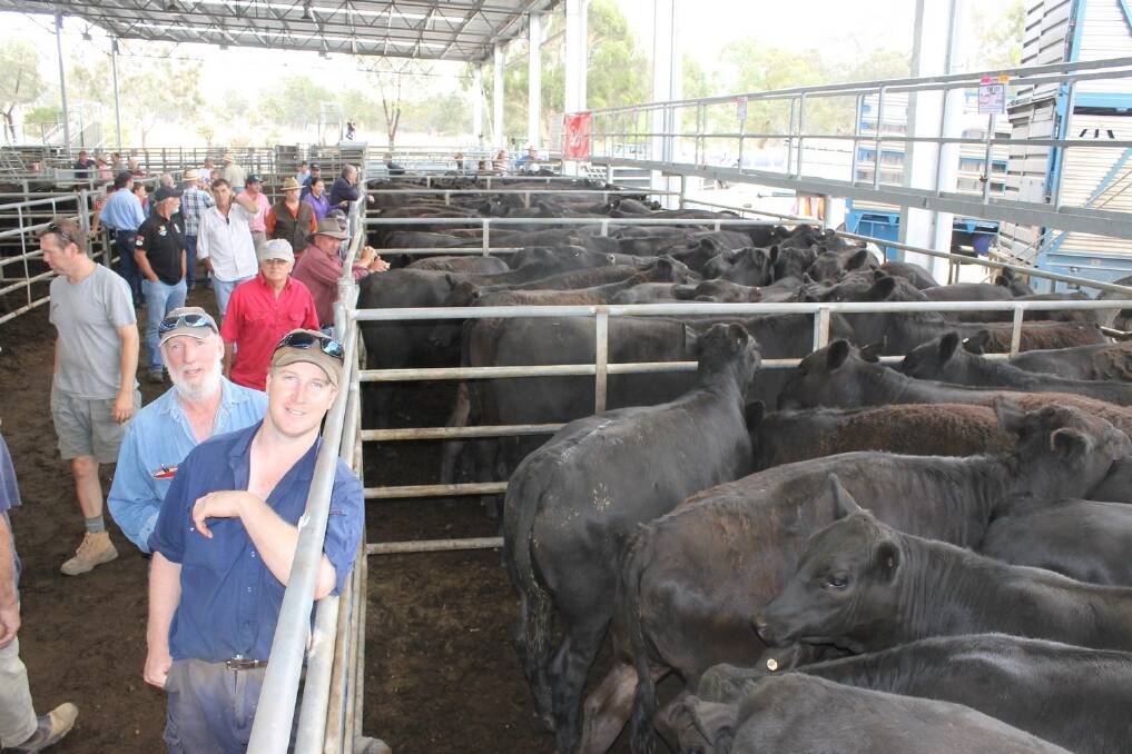 Prices were strong at the Yea weaner sale January 9, 2015