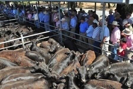 Weaners' week two price lift