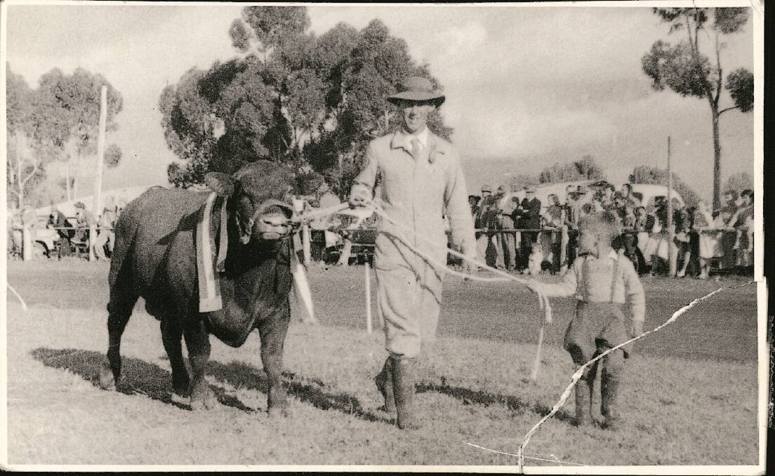 Ian Coghlan, aged five, parading a Red Poll bull with the assistance of his father Bill during the 1957 Griffith Show.