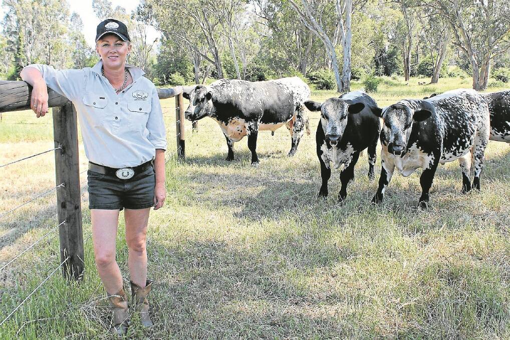 Tania Weller shows off some of the Speckle Park cattle.