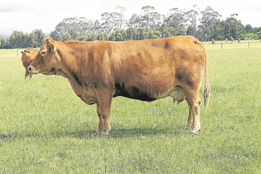 White Lake Wahine Magic is about 14-years-old. In her younger days she was supreme champion at the Brunswick Show in Western Australia and her progeny have also shown well. She weighs quarter of a tonne more than any of the Reynolds’ other cows, according to principal Mark Reynolds.