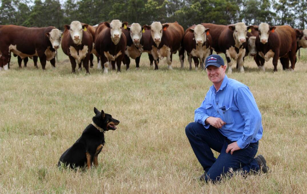 Sam King shows off some of his Hereford cattle.