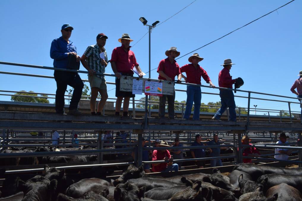 Paull and Scollard agents during the weaner heifers sale.