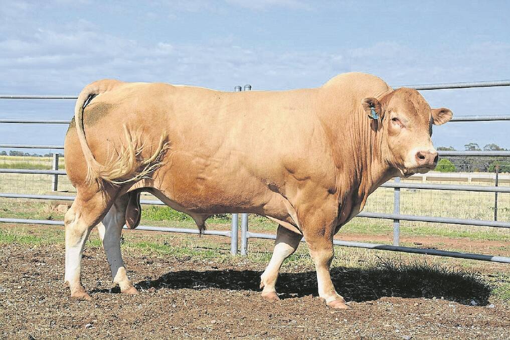 Rupari Generale d’Poll was sired by Canadian bull West Winds Gershwin, and possesses the double poll gene, which the Roberts aim to breed to in the stud.