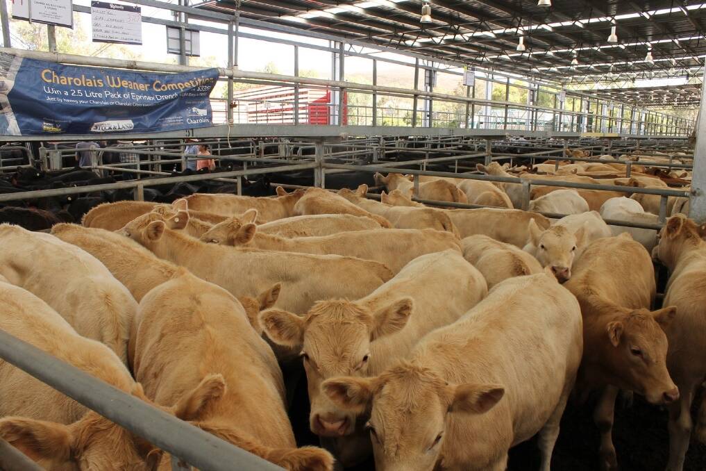 Prices were strong at the Yea weaner sale January 16, 2015