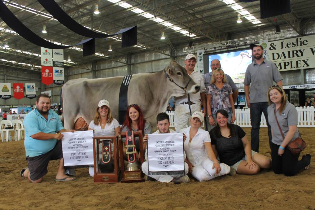Dingee's Govett family and its friends had a great show day at the Brown Swiss show at International Dairy Week.