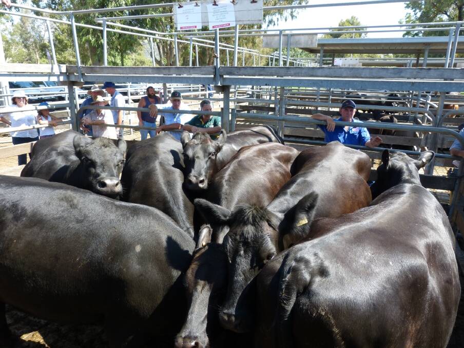 Corcoran Parker auctioneer Justin Keane sold this pen of Angus heifers, 2.5  years, PTIC to Angus bulls, for $1560 on day 2 of the Wodonga annual female sale. The next pen of 25 heifers topped the joined heifers making $1580.