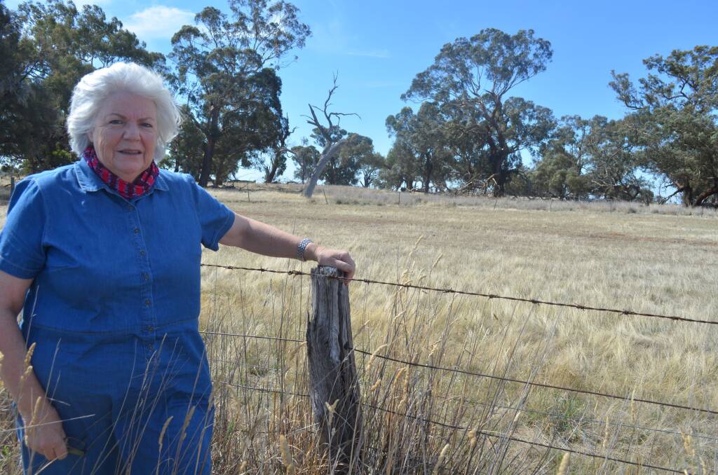Alison Teese in front of a paddock on her farm, part of which has been fenced to allow native trees  to regenerate. She says it’s a great example of the struggle and success of land regeneration  programs as just one bull oak has regenerated at this stage.