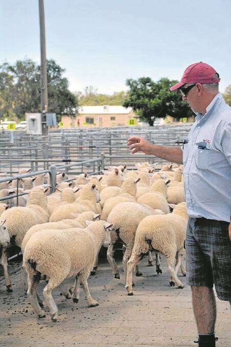 SEJ agents Terry Johnston (pictured), Brian Kyle and Mario Arestia made the trip from Leongatha to Corowa, NSW, worthwhile, purchasing 700 sheep for three or four Gippsland clients. Mr Johnson said prices were on-par with those at Deniliquin, NSW, a week earlier.
