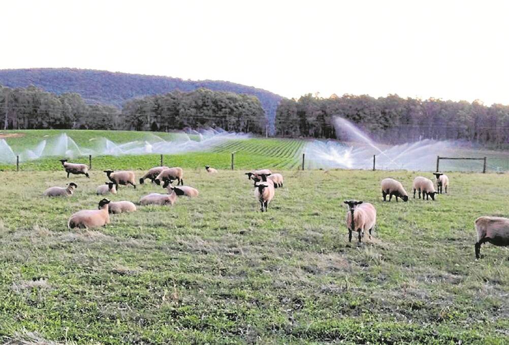 Wendy Busacca snapped this photo of some of the family's Suffolk sheep grazing, before they were stolen.