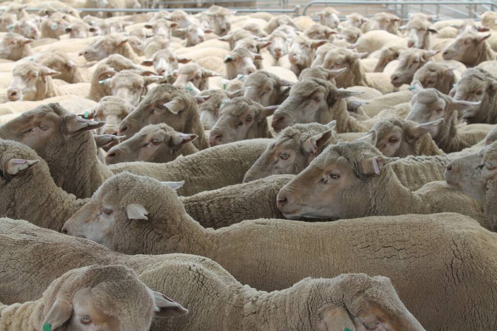 STORE sheep rates at Wycheproof responded to recent falling prime prices on Friday.