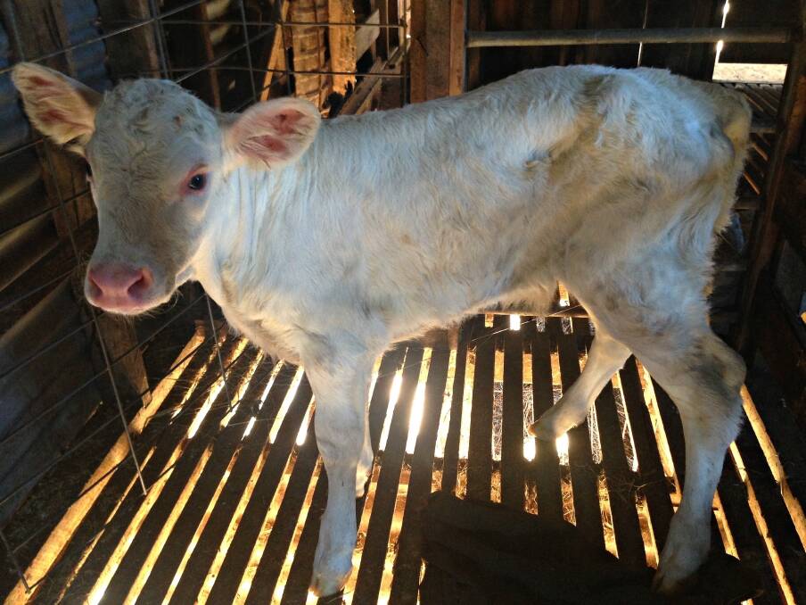 The Albino Hereford bull calf.
