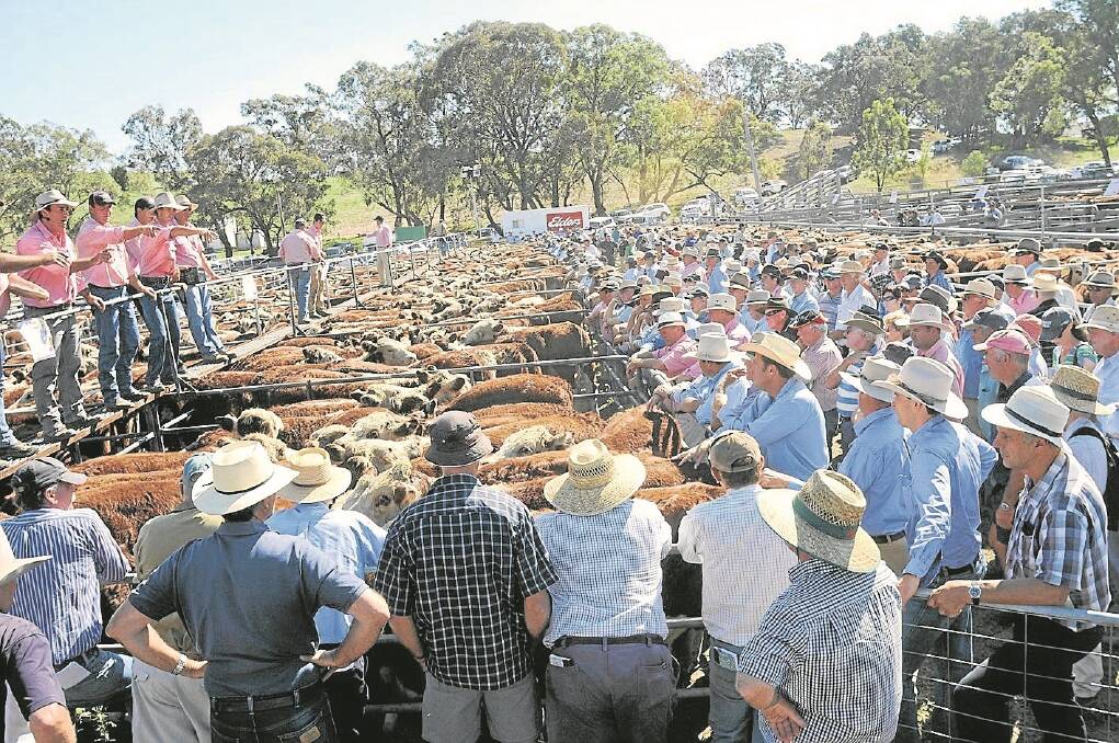 The crowd was huge at last year’s Ensay sale, it is expected to be bigger this year.