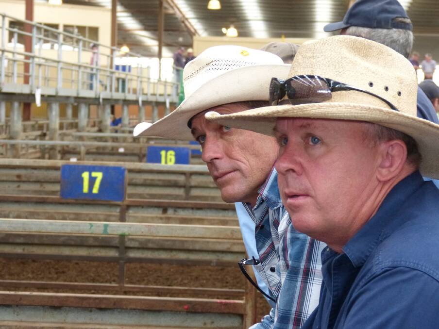 Camoola Pastoral Company farm manager, Greg MacKay (right) and Beveridge manager, Jack Dowell, look on as their 209 Angus steers, Rennylea and Dunoon blood, are sold by Landmark, at Pakenham. These steers, and their 88 Angus heifers, sold well with prices achieved that have not been seen for three years. The 209 steers sold from $660-$1050, to average $797, and the heifers to $700, av $642.