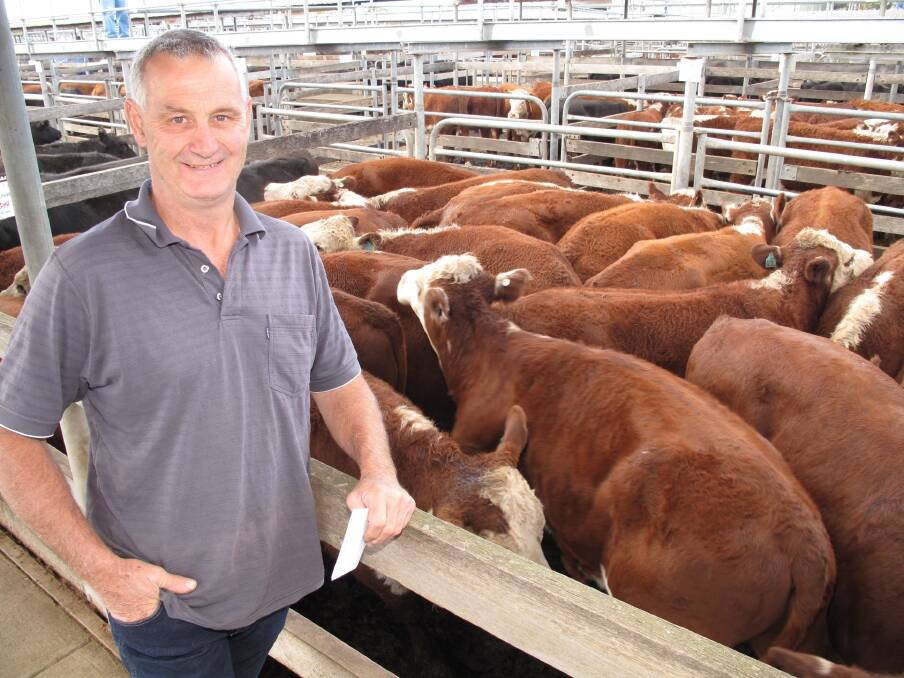 Willatook beef producer Russell Bell with some of the dispersal Herefords the family sold from its Rose Park property at the Warrnambool February store sale.