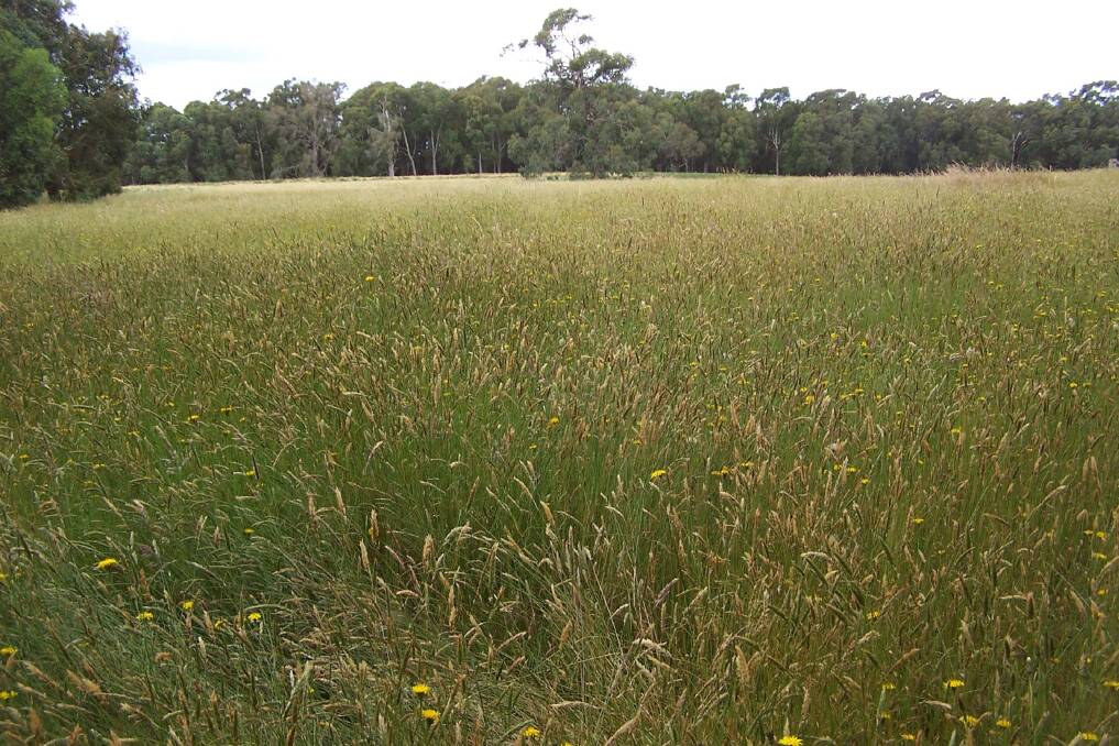 New research could help nip ryegrass staggers in the bud by treating animals' nervous systems.