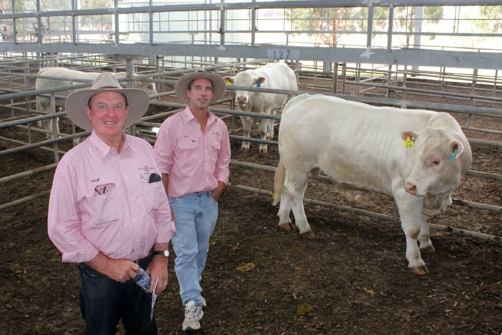 Violet Hills Charolais stud principals Daryl (left) and Sean Jenkins with top-priced bull, Violet Hills Jaunty, who sold for $7250 at their inaugural southern sale in Yea.