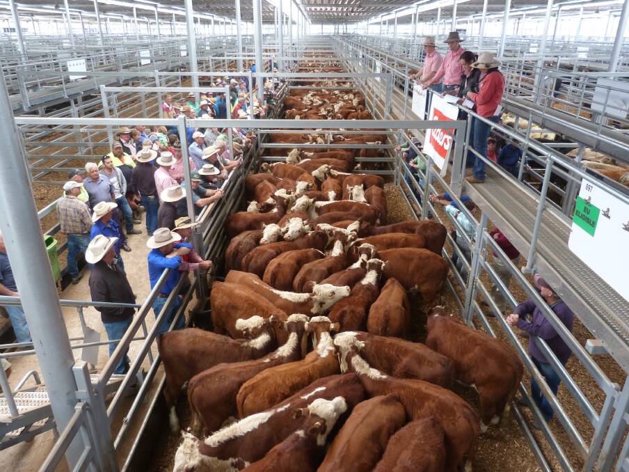 Hereford steer sales reached $895 at Barnawartha store sale.