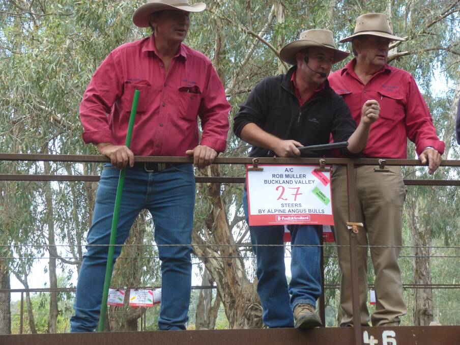 Action from steer feeder buyers drove competition at last week's annual Myrtleford weaner sales.
