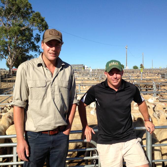 Livestock Buyers Tom Smith Tallangatta Abattoirs with Mark Randell from Coles getting ready for the sale to start in Corowa yesterday.