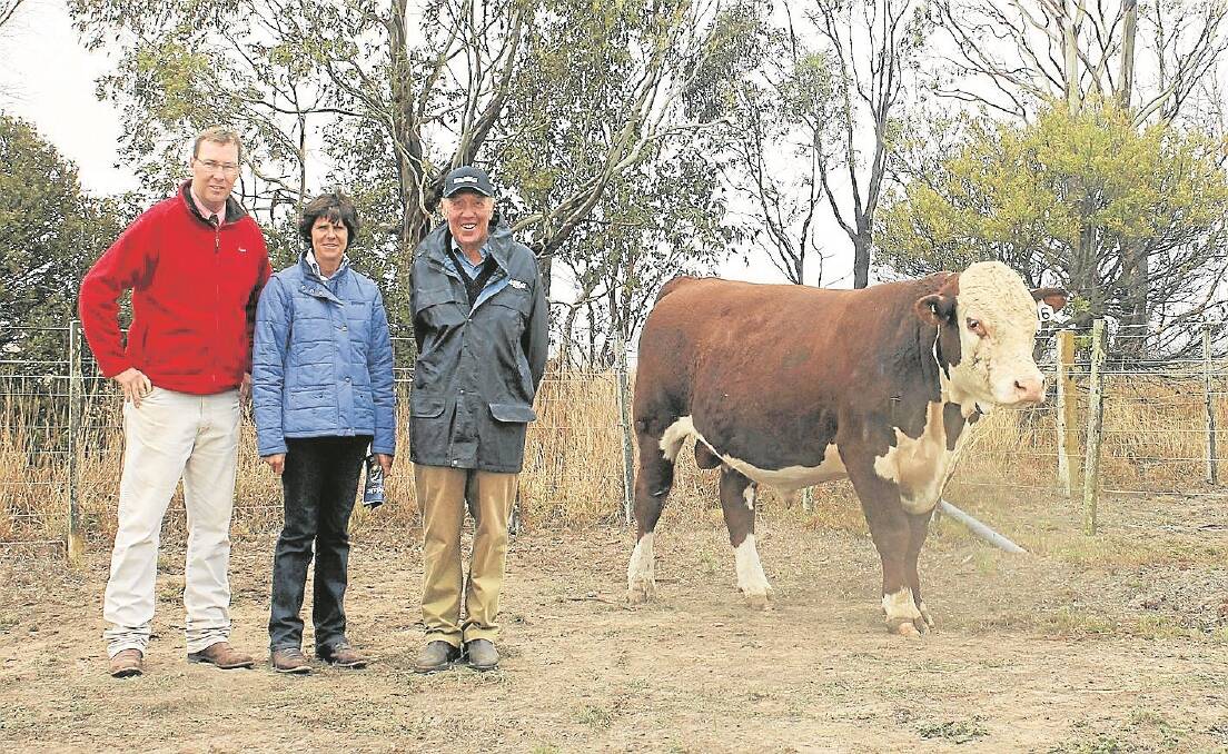Ross Milne, Elders auctioneer (left), and Kate Luckock, Ennerdale, are pictured with Peter McConachy, Charles Stewart & Co, Colac. They are with the top-priced bull, lot 16,purchased by Dargeeling Estate for $8000.