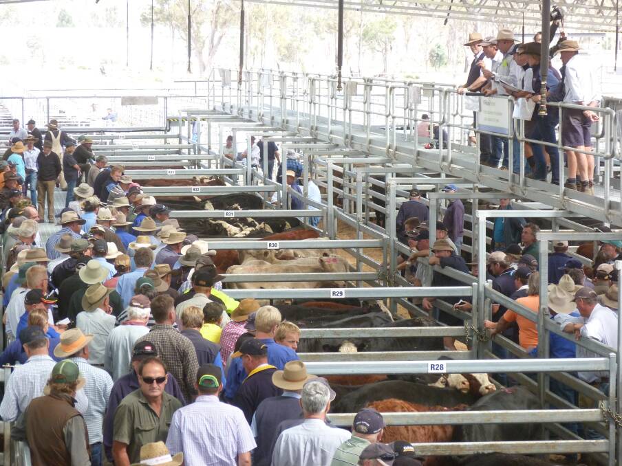 A large contingent of mainland buyers were active at Powranna.