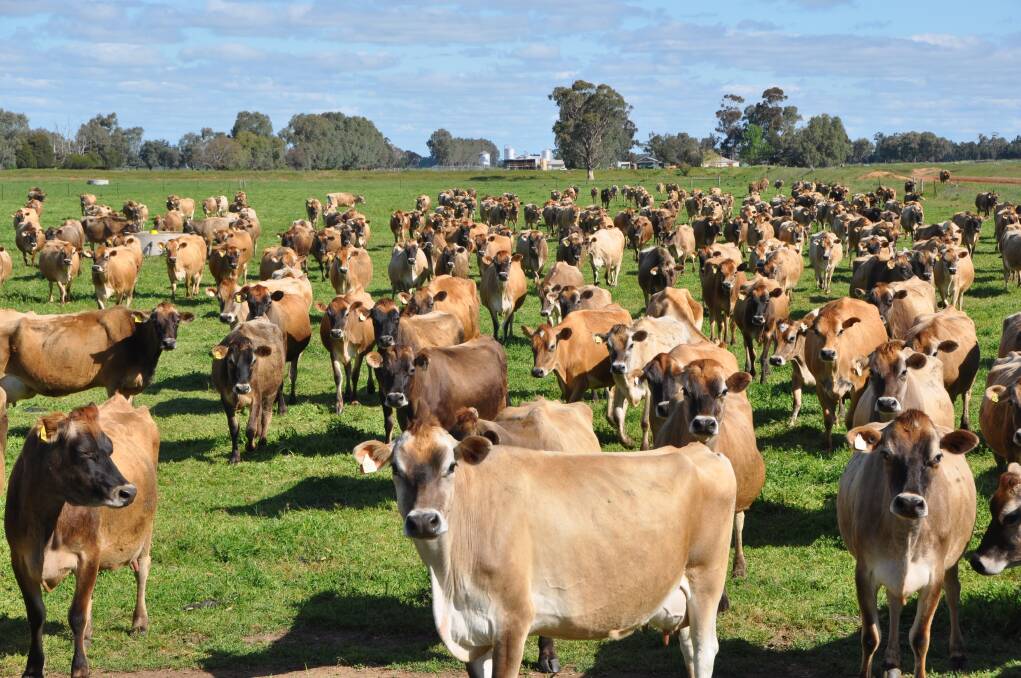 Aus buffered from dairy price drop