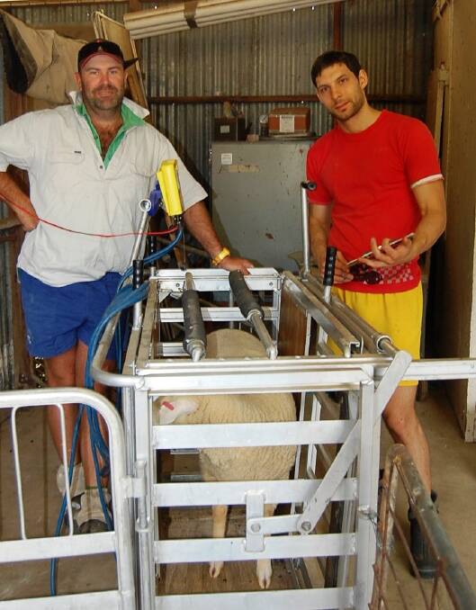 DEDJTR researcher Nick Linden (left) with Italian PhD student Gianluca Baldi weighing sheep in the nutrition triall.