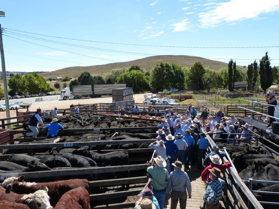 A very good crowd of buyers, some from South Gippsland, and some from Hay and the Riverina, plus many places in between, gathered at the Cooma saleyard for the MLP annual calf sale.