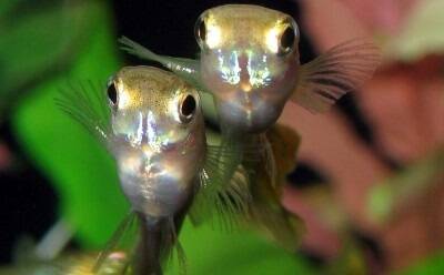 The mating choices of the South American guppy fish was found to be affected by a common beef growth-promoting hormone.