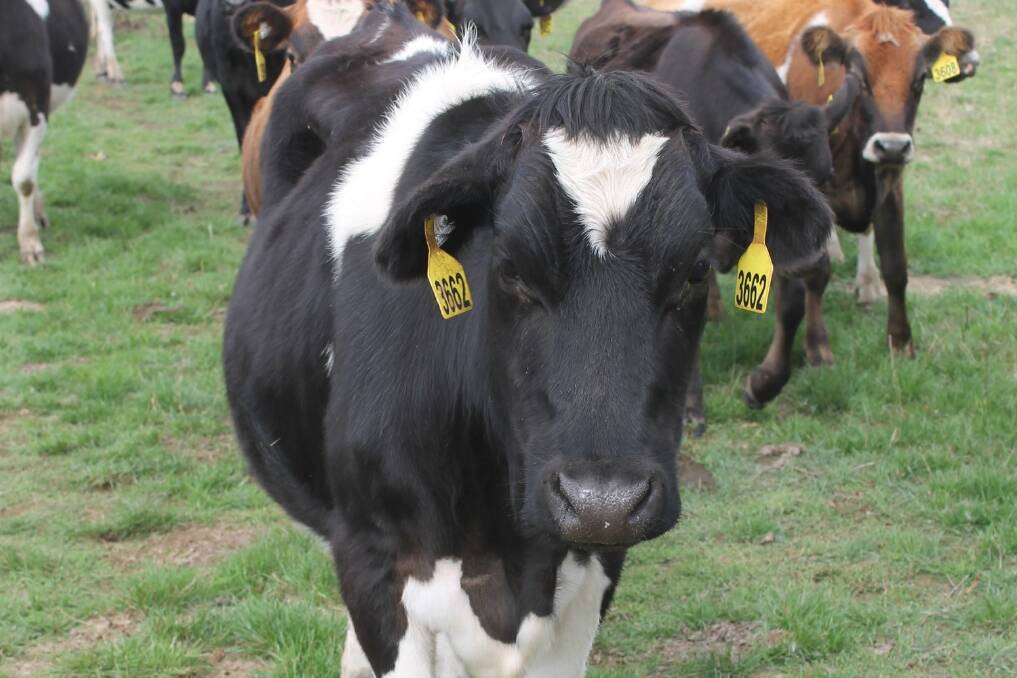 KPMG has moved a hoof closer to setting up its BigCow project.