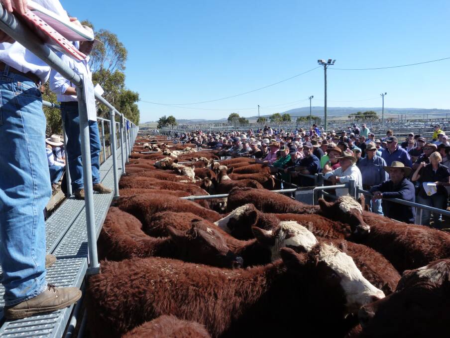Store cattle prices failed to impress at Bothwell last week.