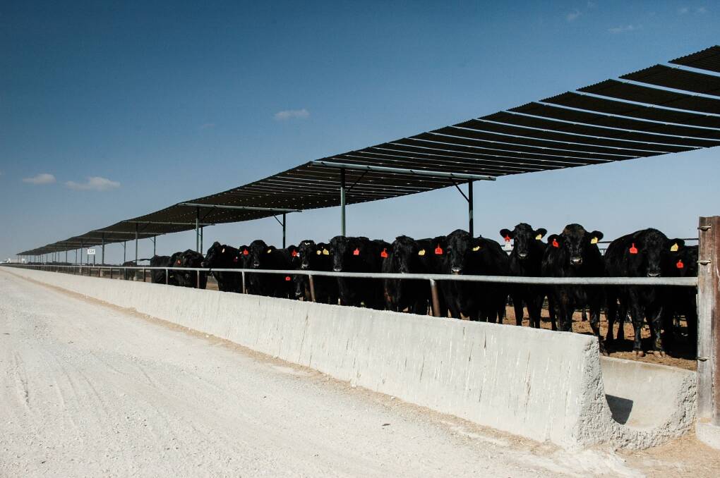 About 9000 heifers will hit the Australia and international market in the coming weeks following Carpenter International's failed export deal to China. 