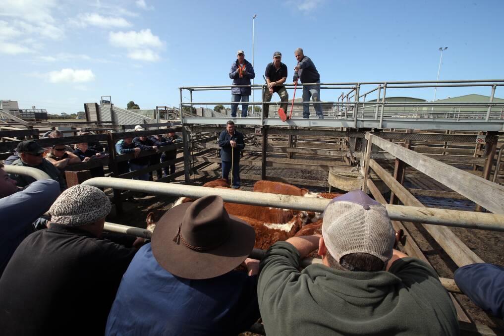 Shorthorn Beef’s Graham Winnell believes genetic gains in cattle need to improve.