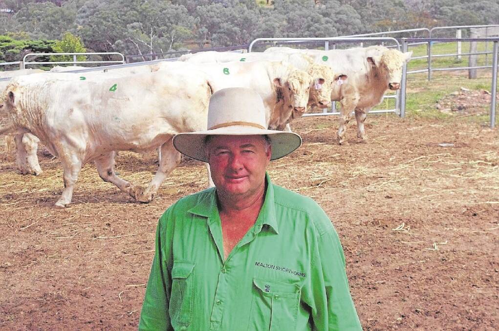 Peter Falls, Malton Shorthorns, Finley, NSW, sold six of nine bulls last Wednesday, at Ensay.