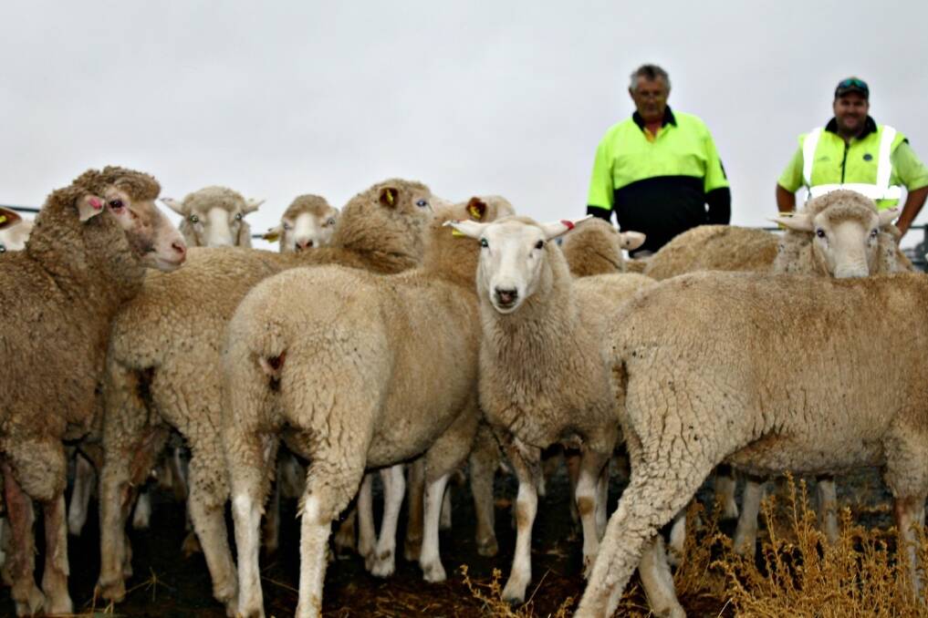 Elmore Field Days sheep committee president Ged McCormick and site employee Adam Failla with the new cohort of ewes.