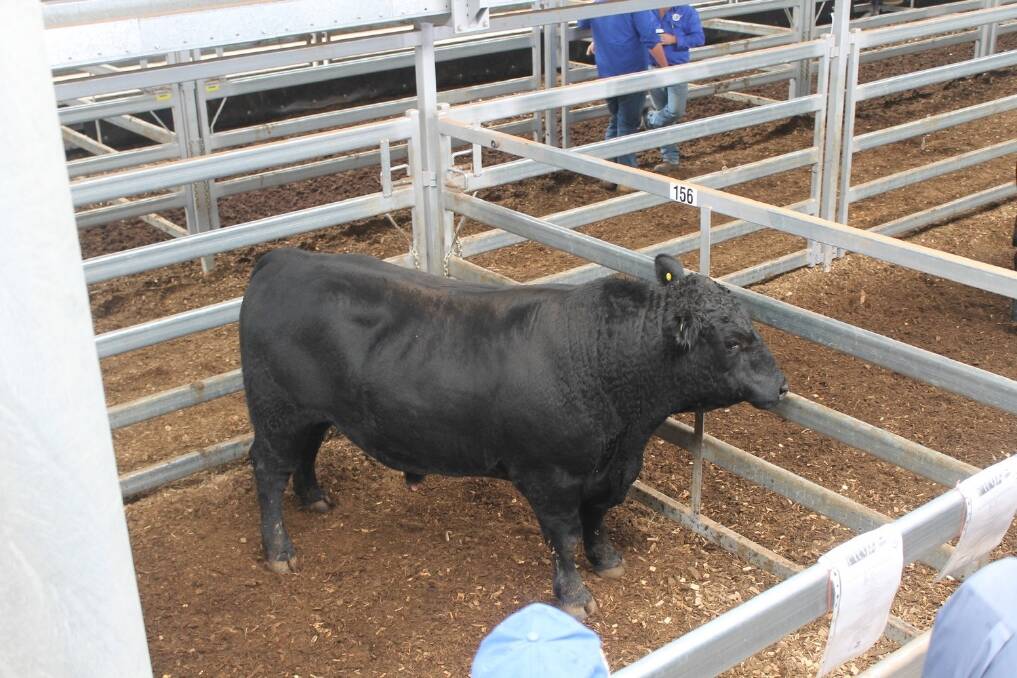 Angus, Limousin, Charolais and Poll Hereford bulls went under the hammer at the 37th annual event.
